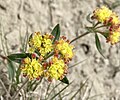 Thumbnail for Eriogonum flavum