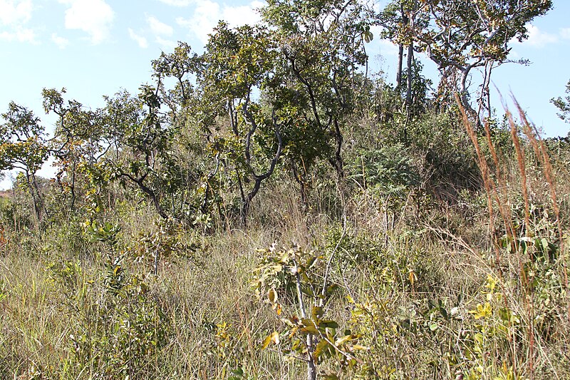 File:Alto Araguaia - State of Mato Grosso, Brazil - panoramio (441).jpg