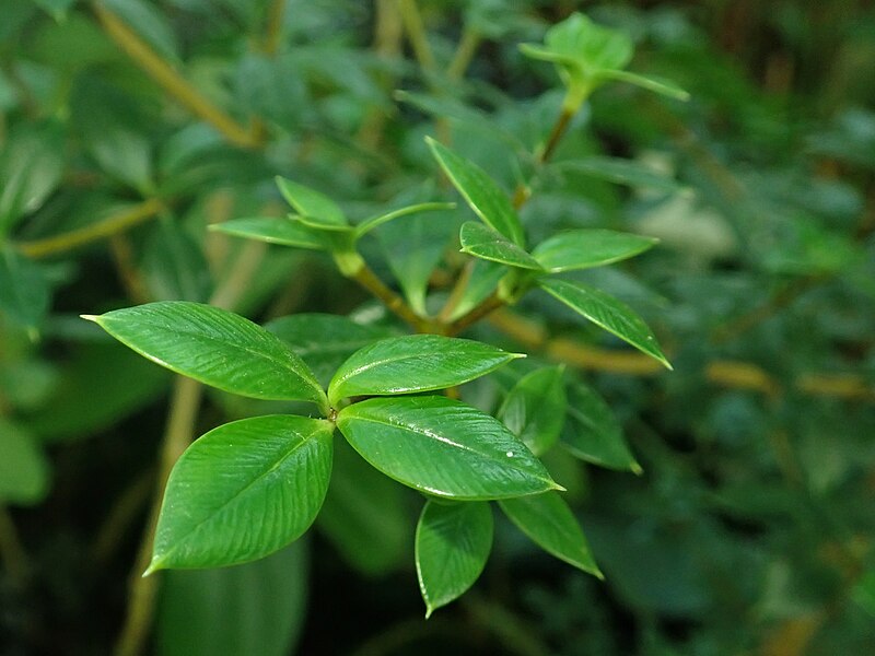 File:Alyxia ruscifolia 2019-12-13 5555.jpg