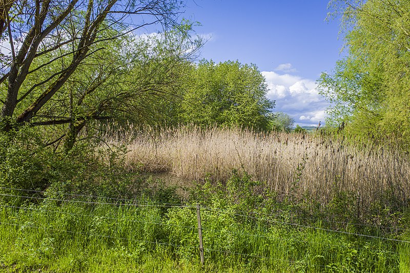 File:Am Landwehrgraben bei Augsfeld.jpg