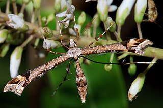 <i>Amblyptilia falcatalis</i> Species of plume moth, endemic to New Zealand