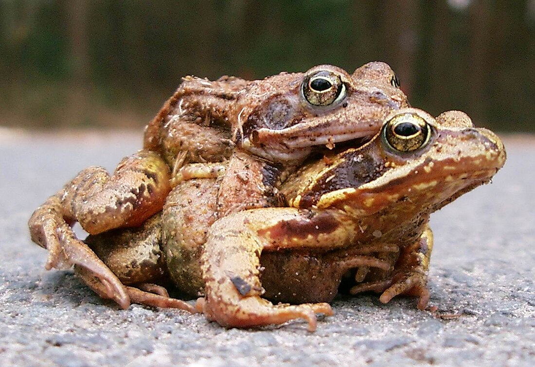 File:Amplexus beim Grasfrosch Rana.jpg