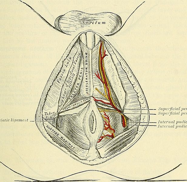 File:Anatomy, descriptive and surgical (1897) (14761736601).jpg