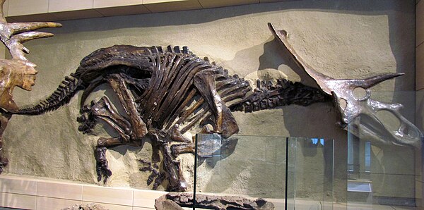 NMC 8547 mounted at the Canadian Museum of Nature, completed with a skull cast of NMC 8535. NMC 8547 might represent a separate taxon