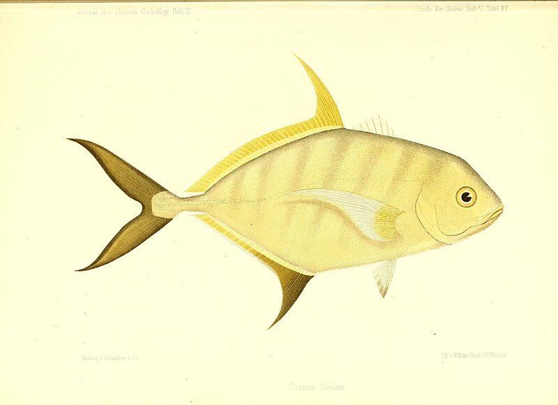 File:Andrew Garrett's Fische der Südsee (1876) (18191647132).jpg