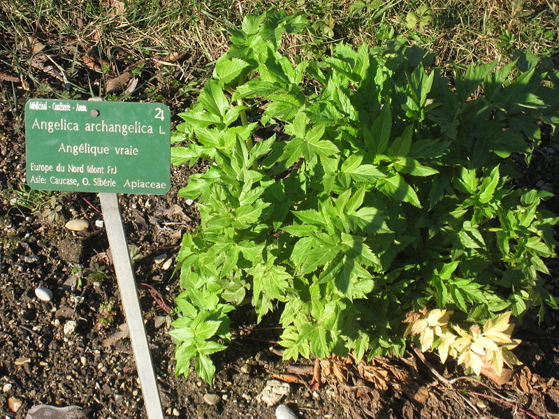 File:Angelica archangelica - Jardin des Plantes de Paris.JPG