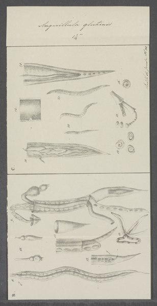 File:Anguillula glutinis - - Print - Iconographia Zoologica - Special Collections University of Amsterdam - UBAINV0274 104 02 0003.tif