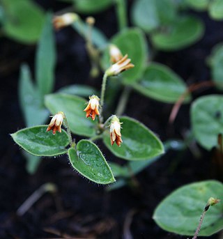 <i>Anisotoma</i> Genus of plants