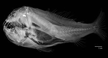 Anoplogaster cornuta X-ray.jpg