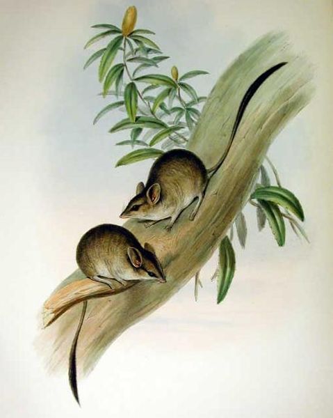 File:Antechinomys lanigera - Gould.jpg