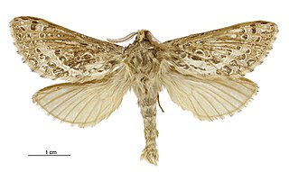 <i>Aoraia insularis</i> Species of moth