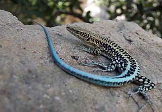 Anatolian lizard Species of lizard