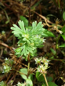 Lauka skrēteliņš (Aphanes arvensis)