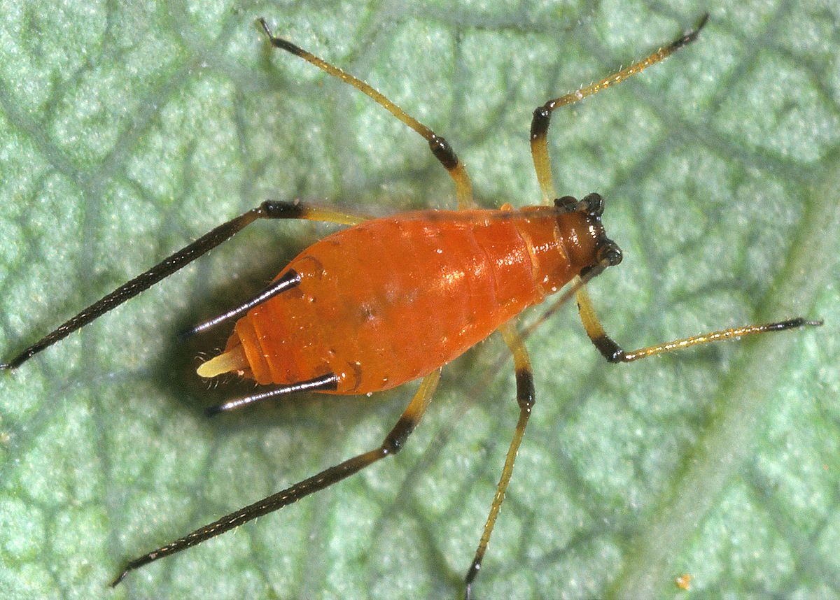 Image of Aphids insect