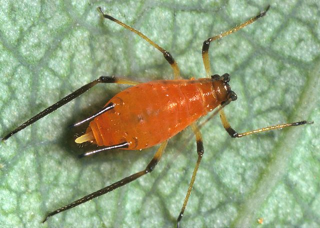 Aphid - Wikipedia