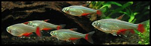 Redfin tetra (Aphyocharax anisitsi)