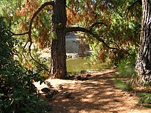 Arboretum, UCD.jpg