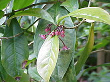 Ardisia solanacea0.jpg