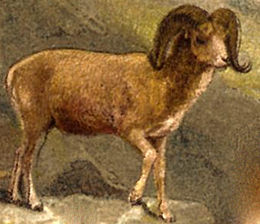 Kalnų avinas (Ovis ammon)