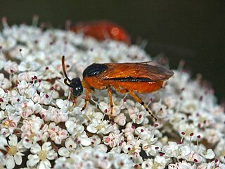 <i>Arge</i> (sawfly)