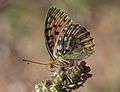 * Nomination Dark Green Fritillary (Argynnis aglaja). Adana, Turkey. --Zcebeci 13:31, 14 July 2016 (UTC) * Promotion Good quality. --Hubertl 14:37, 14 July 2016 (UTC)