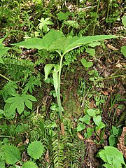 左と同一の個体で1週間後のもの。花序は葉より低い位置につく。