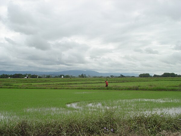 Rice Plantation in Pindamonhangaba.