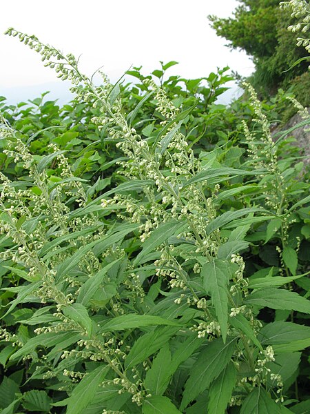 File:Artemisia monophylla 1.JPG