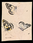 Illustration of Wood White Butterfly