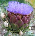 * Nomination Semi-mature artichoke flower with snails and insects --IdLoveOne 23:21, 13 February 2011 (UTC) * Promotion DOF does'nt cover the whole flower, but QI nevertheless imo. --Cayambe 08:03, 14 February 2011 (UTC)