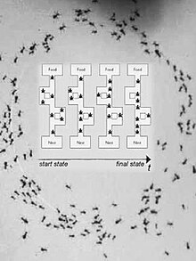 When a colony of ants is confronted with the choice of reaching their food via two different routes of which one is much shorter than the other, their choice is entirely random. However, those who use the shorter route reach the food faster and therefore go back and forth more often between the anthill and the food. Artificial ants (no text).jpg