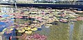 Artificial pond in the park of Petah Tikva