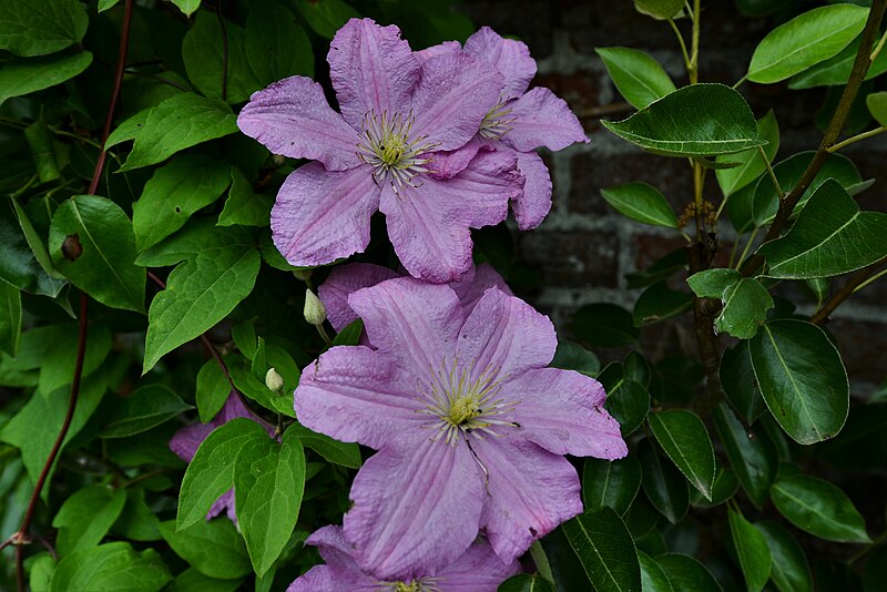 File:Arundel Castle Gardens, Clematis on the north boundary wall - geograph.org.uk - 5825631.jpg