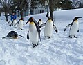 冬期開園時の名物「キングペンギンの散歩」