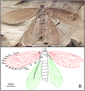 Ascololepidopterix multinerve