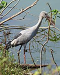 Thumbnail for File:Asian Openbill Anastomus oscitans by Raju Kasambe DSCN3227 (1) 01.jpg