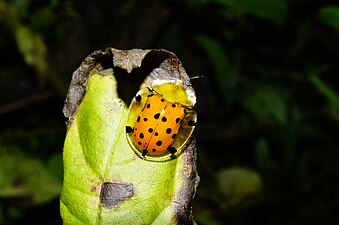 Aspidomorpha miliaris