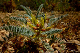 Astragalus nitidiflorus