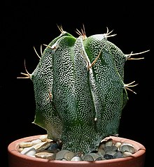 Astrophytum ornatum5.jpg