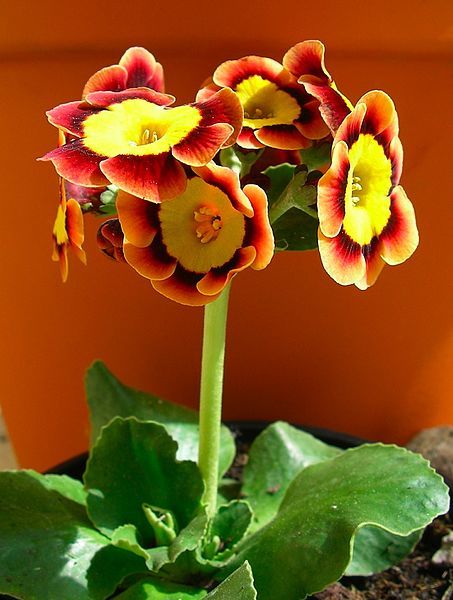 File:Auricula(1).jpg