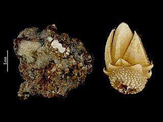 Calanticidae Family of barnacles