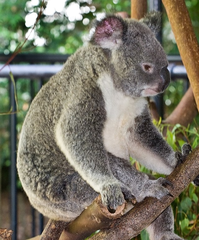 Коала в Московском зоопарке. Зоопарк Австралии. Коала на эвкалипте. Koala четыре.