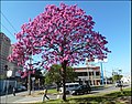 Av. da Saudade - panoramio (1).jpg