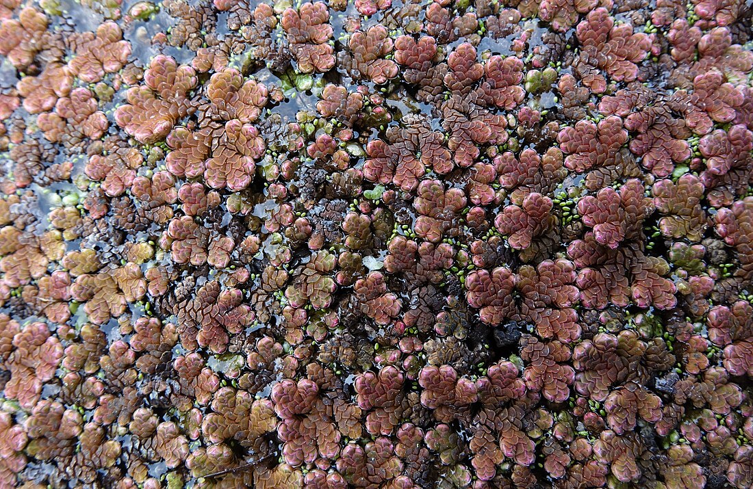 Azolla rubra