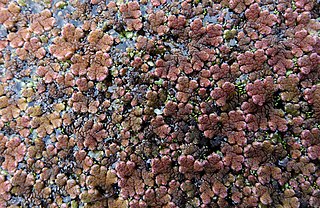 <i>Azolla rubra</i> Species of fern