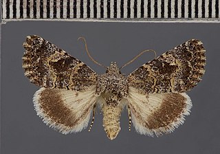 <i>Metopoceras kneuckeri</i> Species of moth