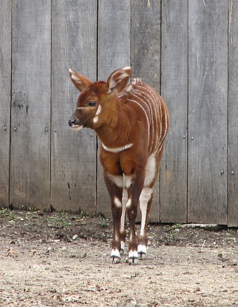 A baby eastern bongo at Louisville Zoo in Kentucky