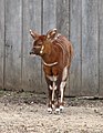 Tragelaphus eurycerus isaaci (Juvenile)