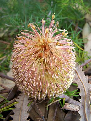 Описание картинки Banksia telmatiaea 02 gnangarra.jpg.