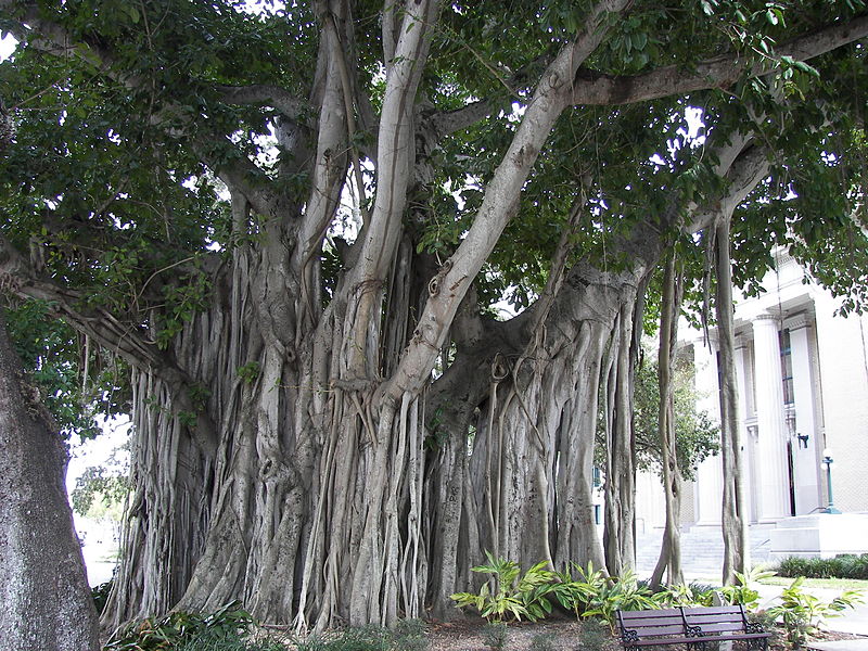 800px Banyan tree Old Lee County Courthouse